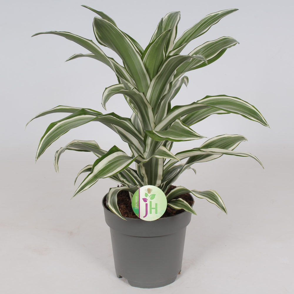 Dracaena 'White Jewel'.