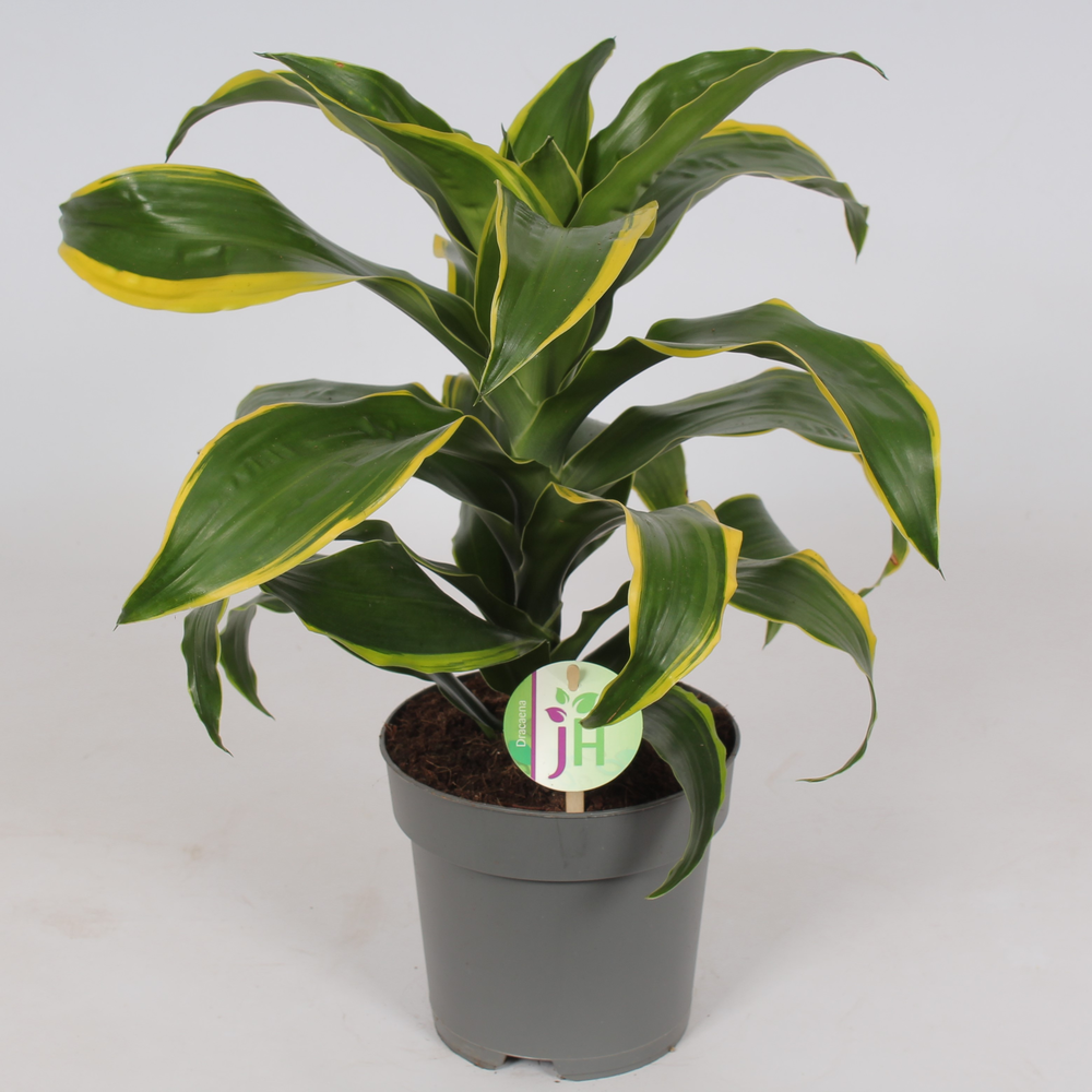 Dracaena 'Dorado'.