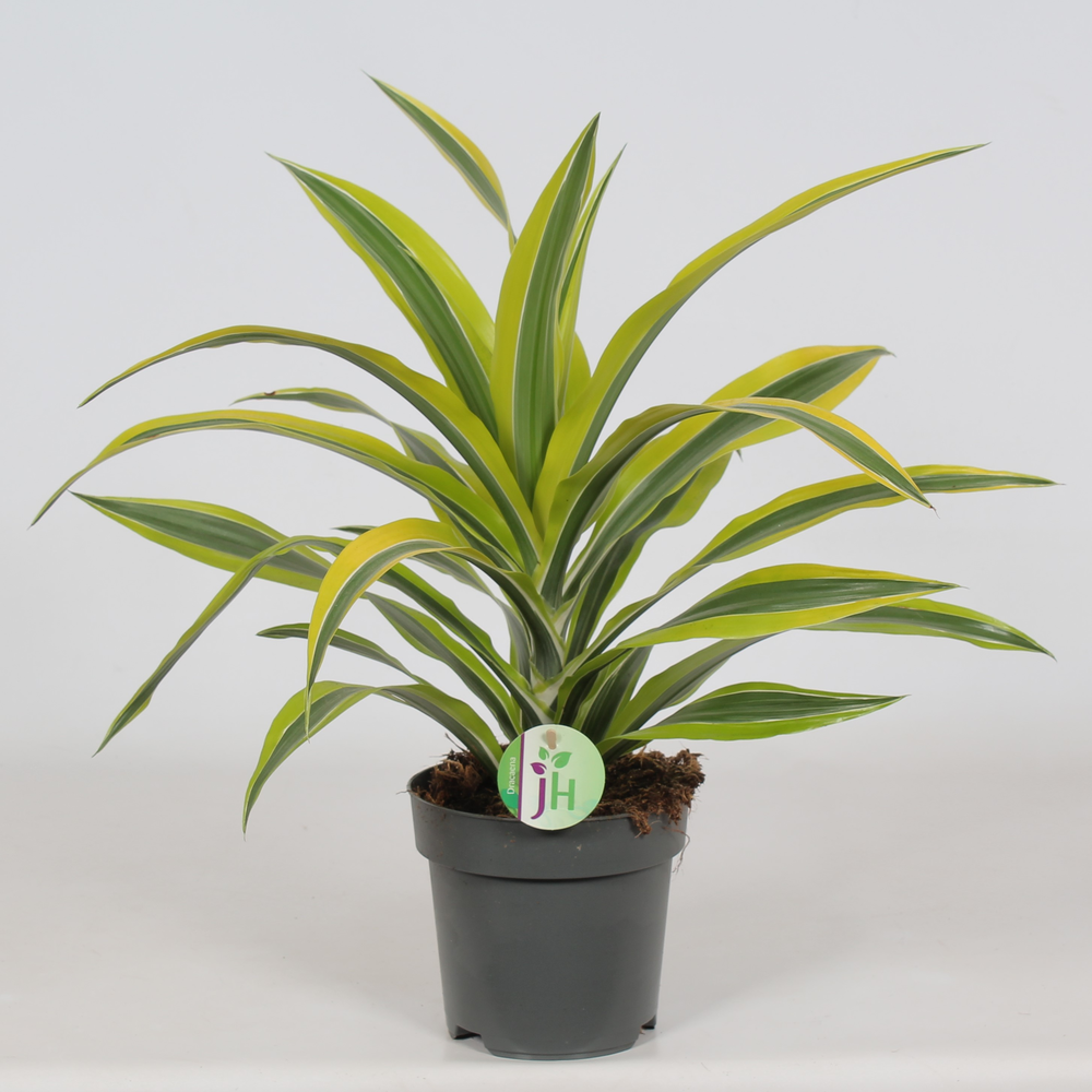 Dracaena 'Lemon Lime'.