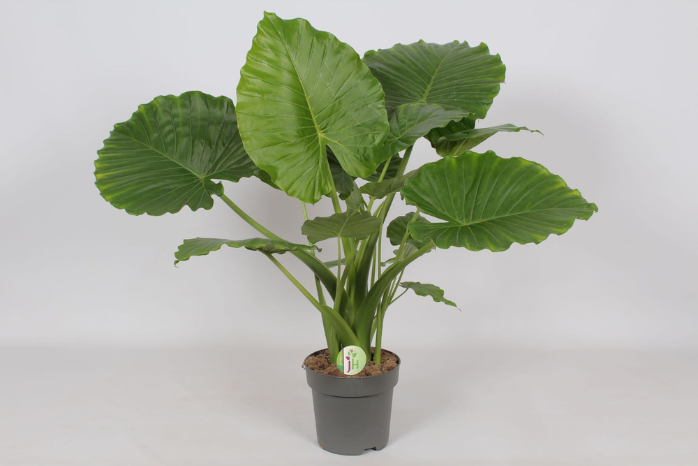 Alocasia Gageana 'California'.