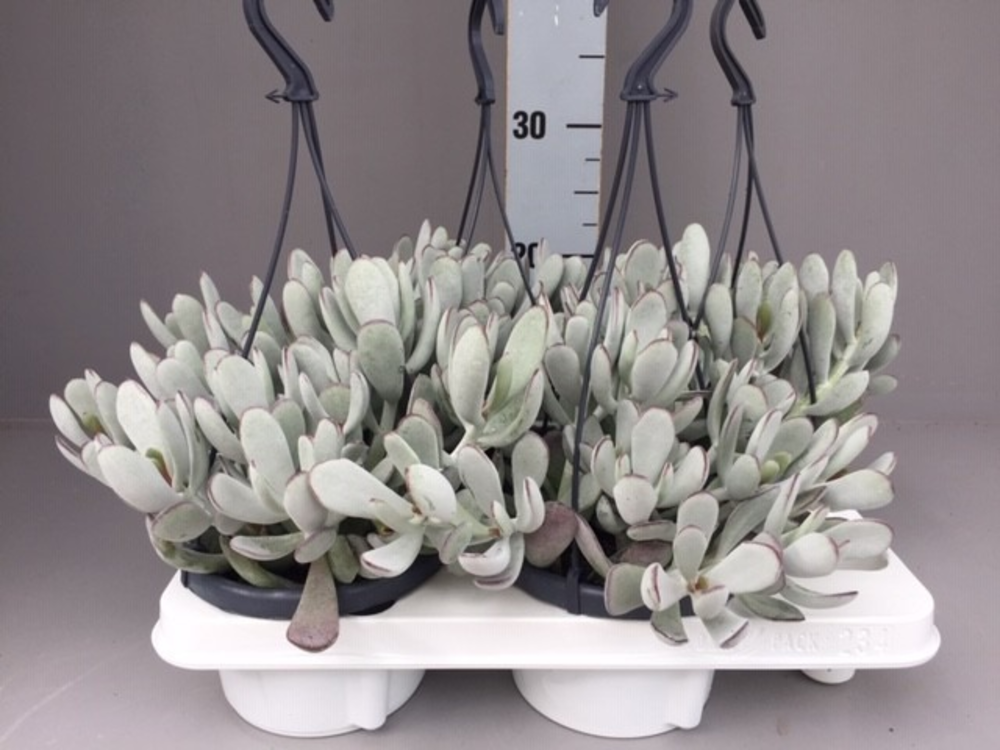 Cotyledon coral.