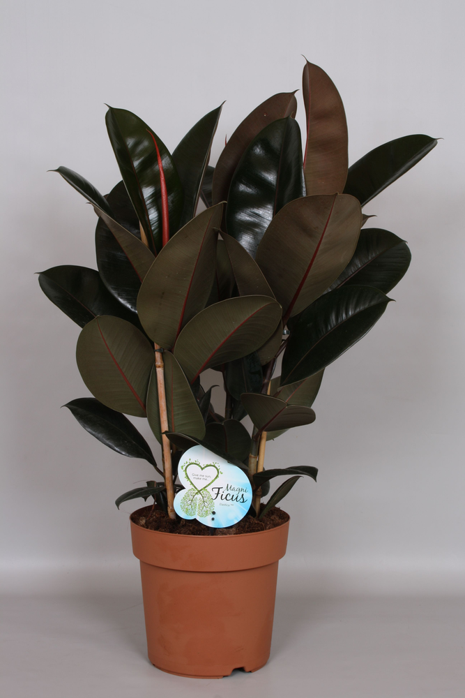 Ficus Abidjan Toef - Green4life.