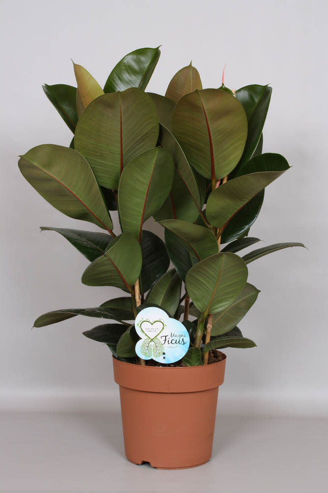 Ficus Robusta Toef - Green4life.