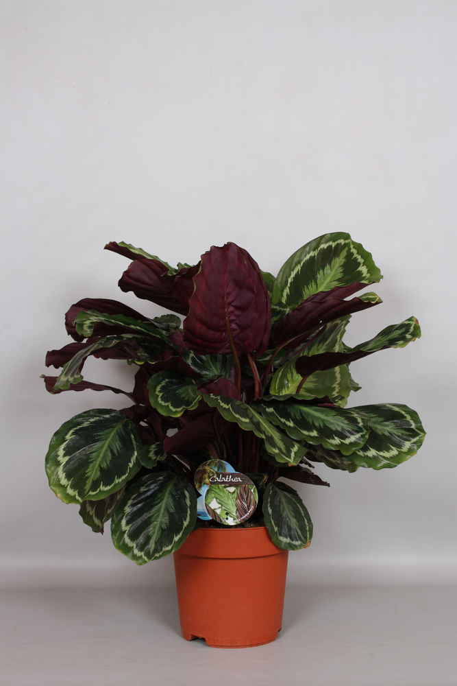 Calathea Medaillon - Green4life.