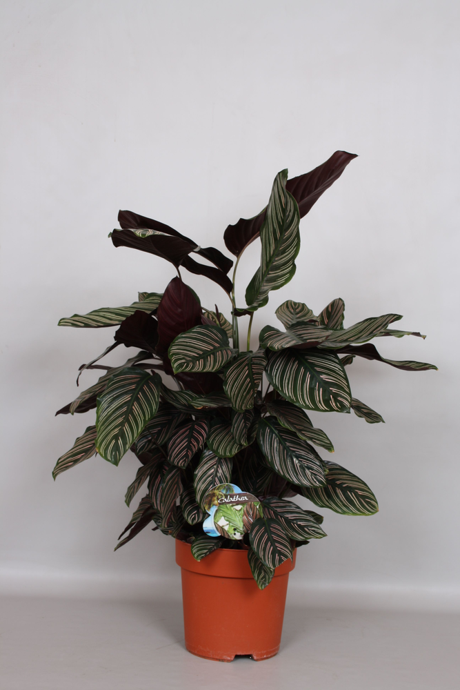 Calathea Ornata Sanderiana - Green4life.