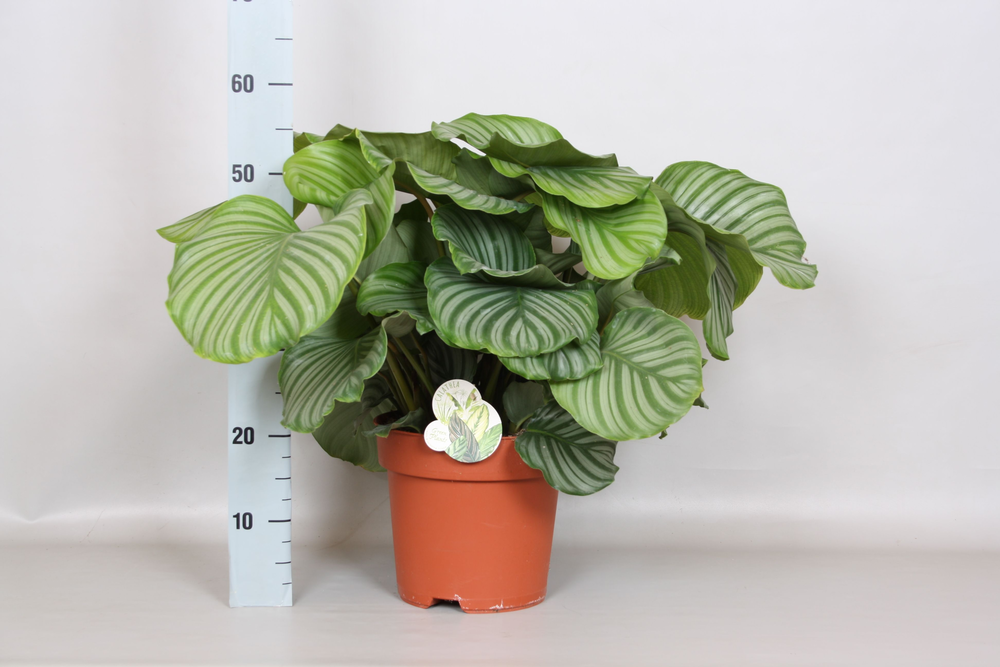 Calathea Orbifolia - Green4life.