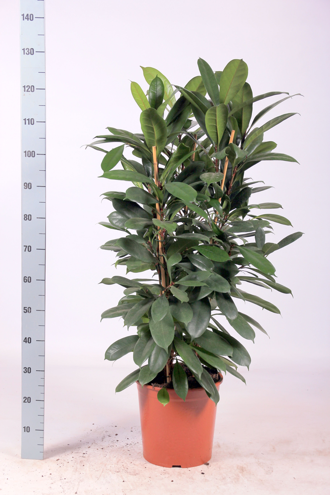 Ficus cyathistipula toef 145cm.