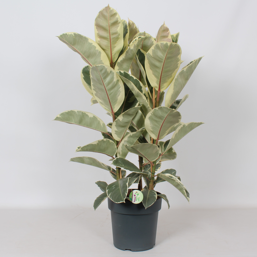 Ficus 'Tineke'.