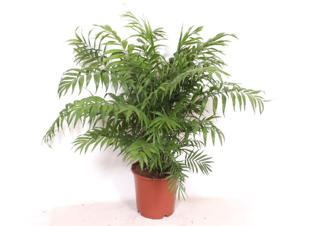 Chamaedorea elegans.
