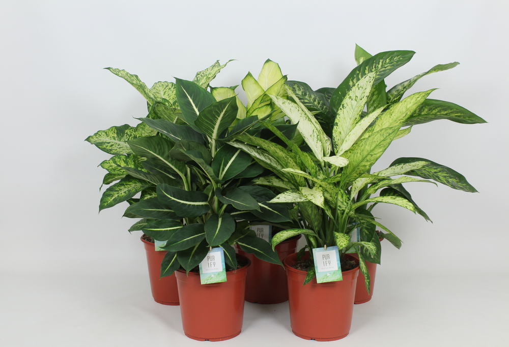 Purify Dieffenbachia Gemengd Luxe 24 cm.