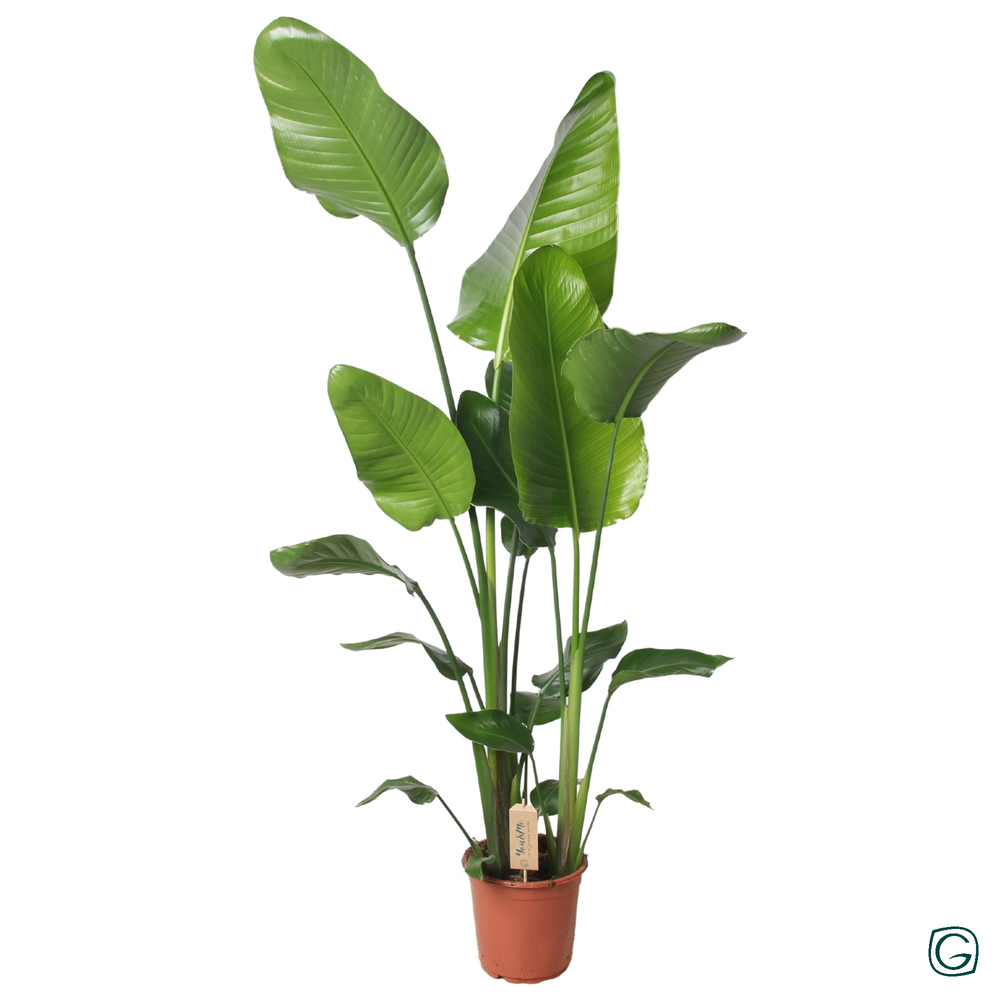 Strelitzia nicolai 130cm +.