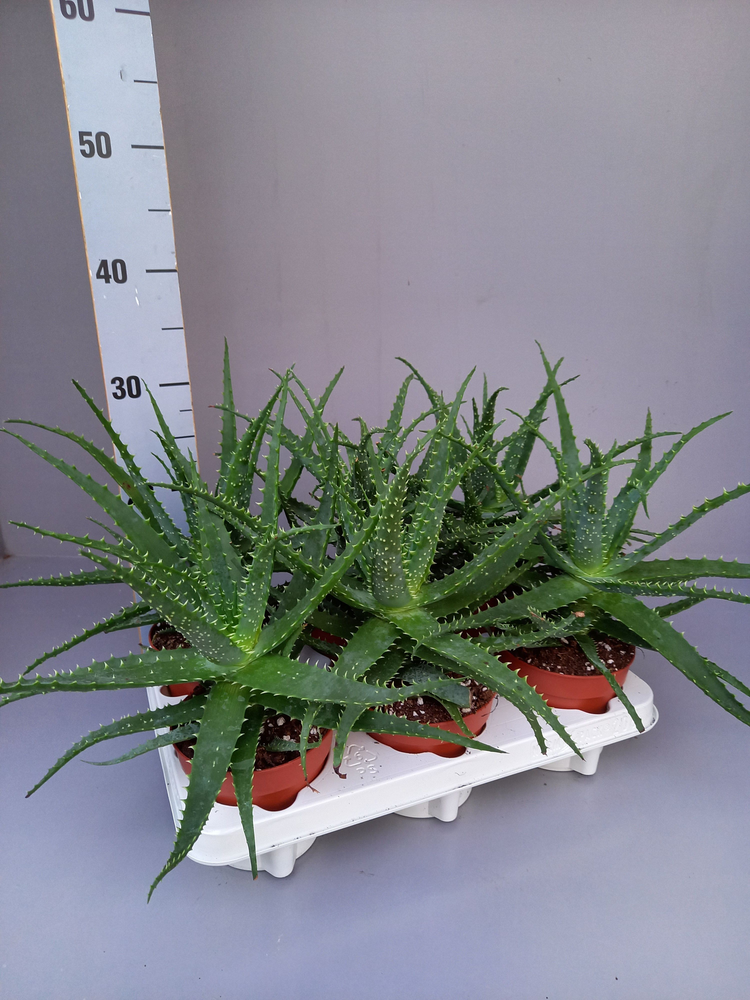 Aloe arborescens 12.