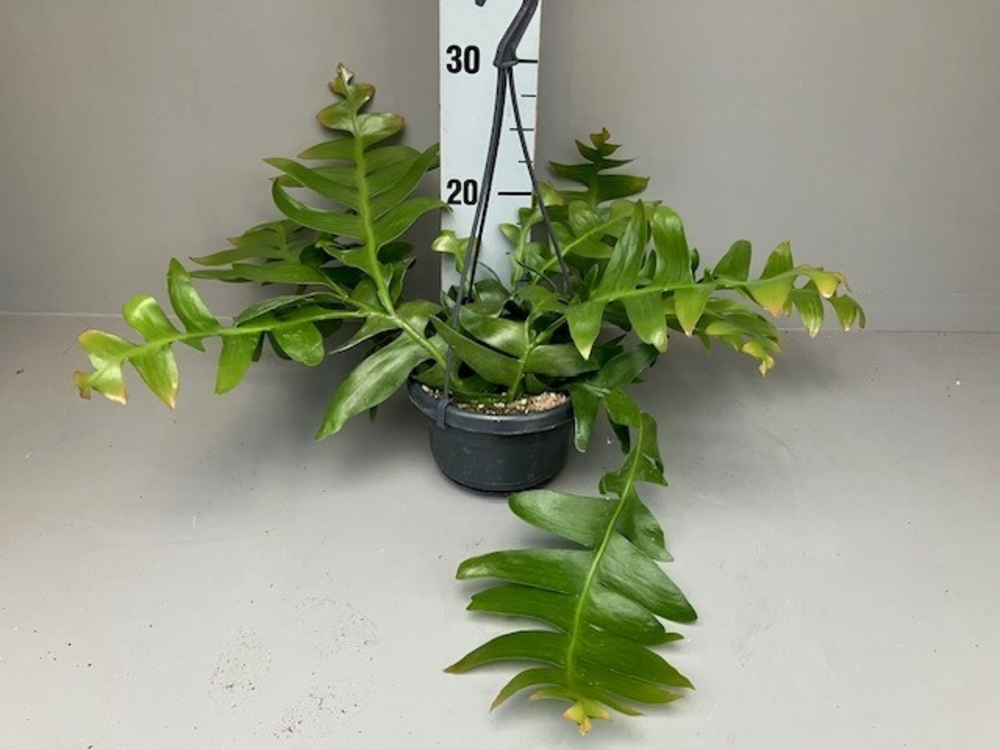 Epiphyllum chrysocardium.