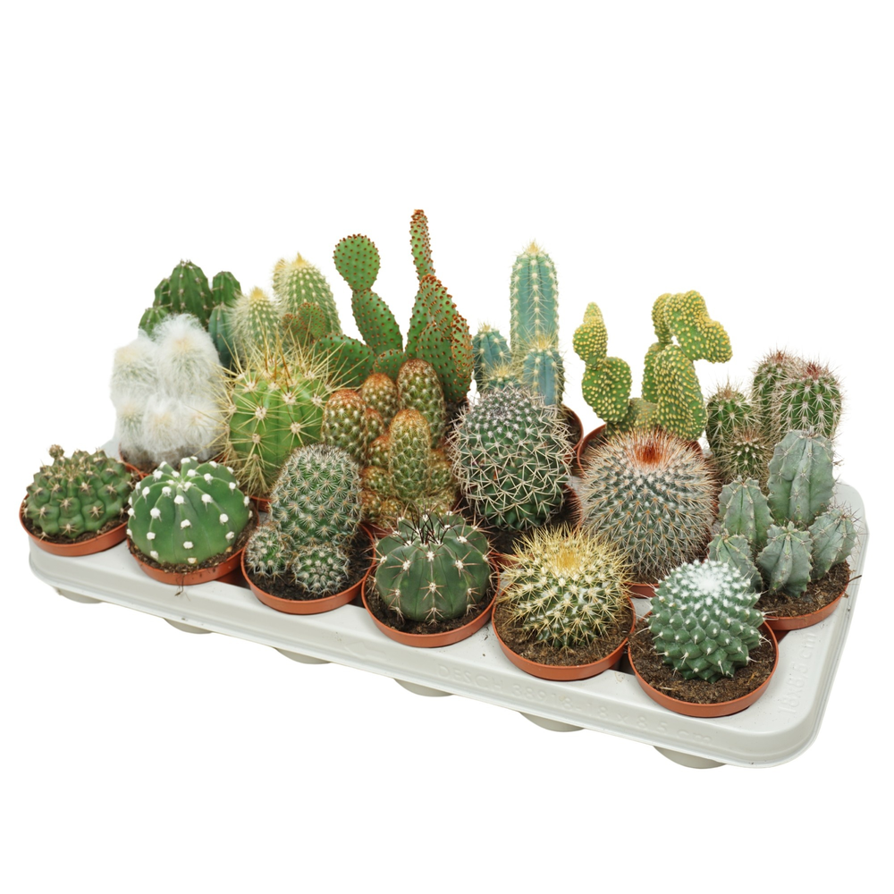 Cactus mix 8,5 cm.
