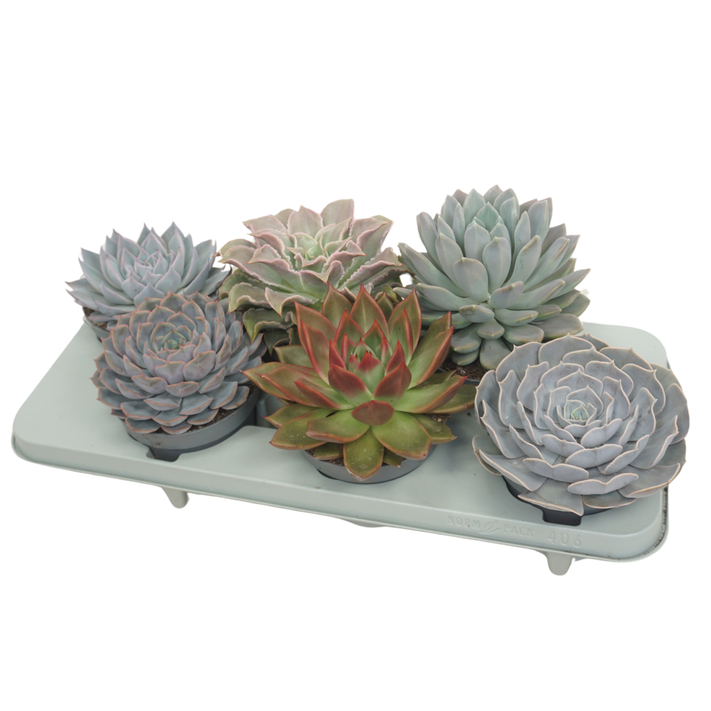 Echeveria mix 13 cm.