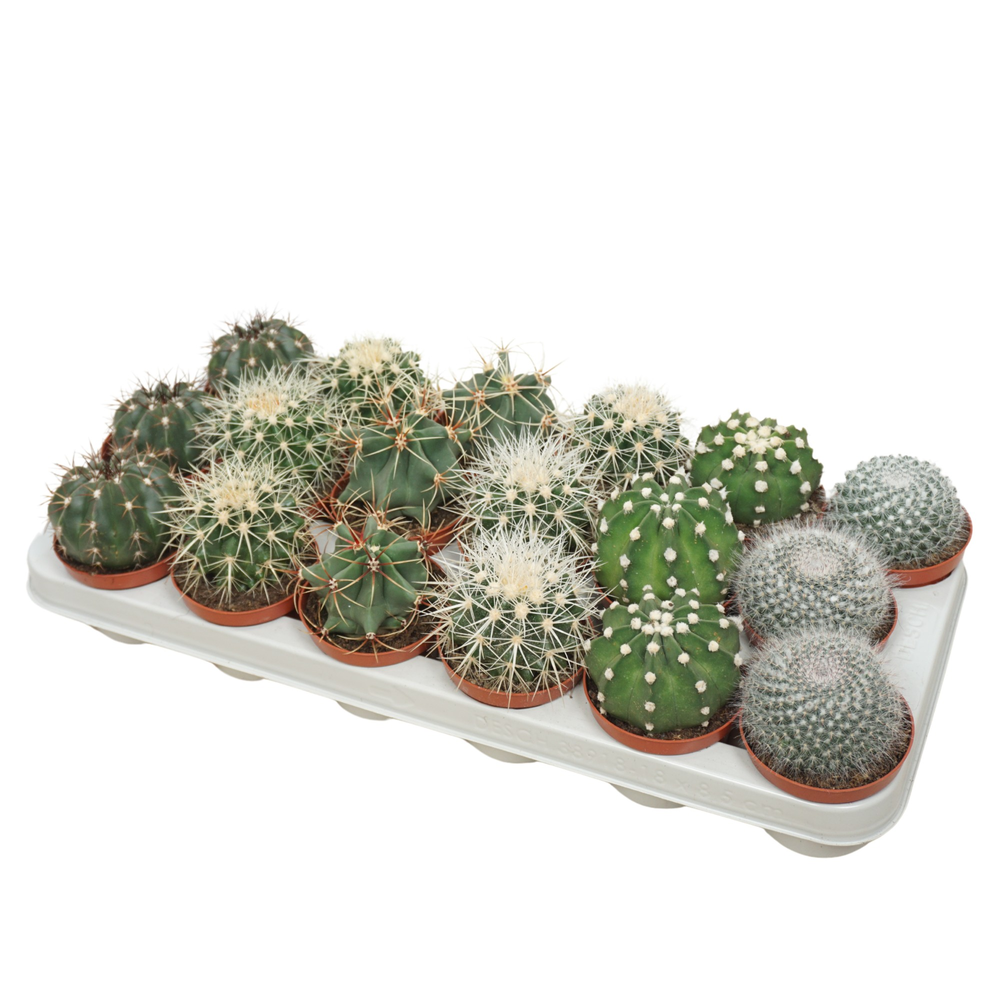 Bolcactus mix 8,5 cm.