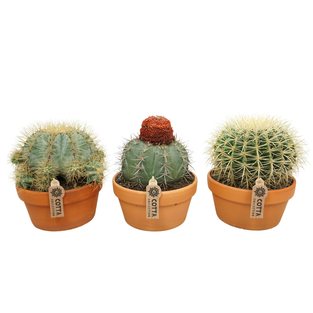 Bolcactus mix 20 cm.