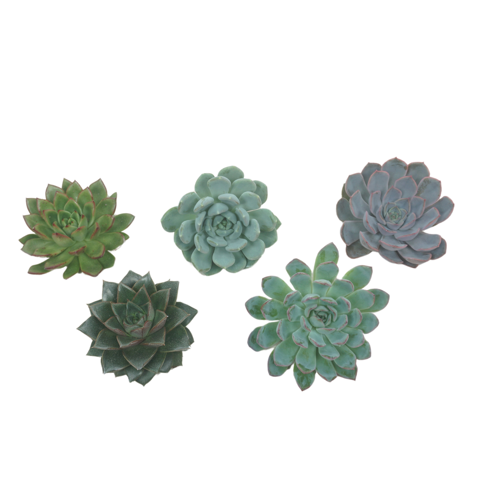 Gesneden Echeveria mix 9-11 cm Nature deco.