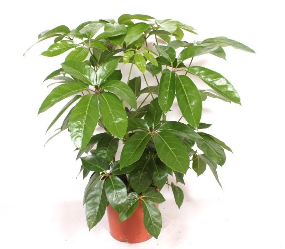 Schefflera actinophylla ' Amate’.