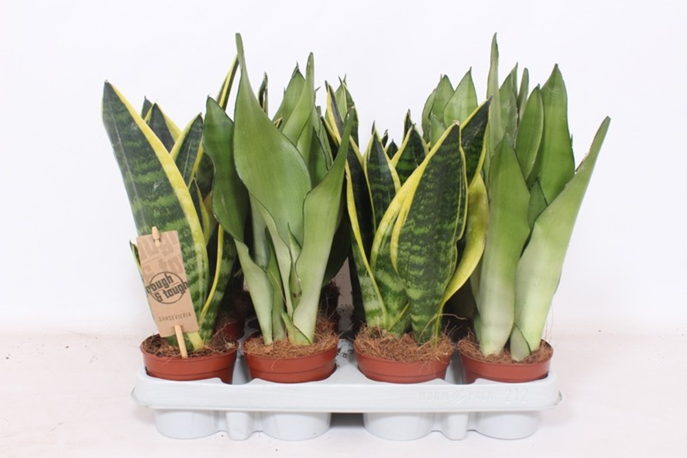 Sansevieria mix.