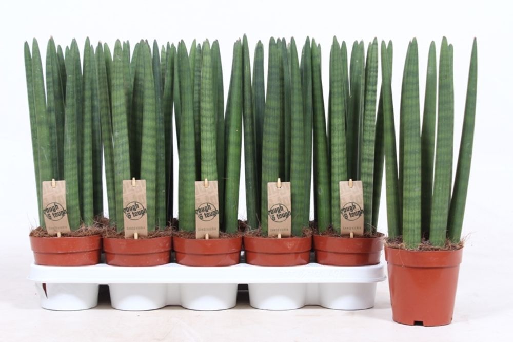 Sansevieria Straight.