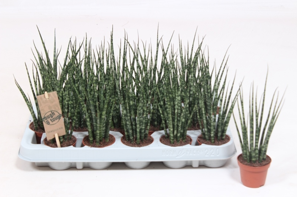 Sansevieria 'Fernwood' Mikado.