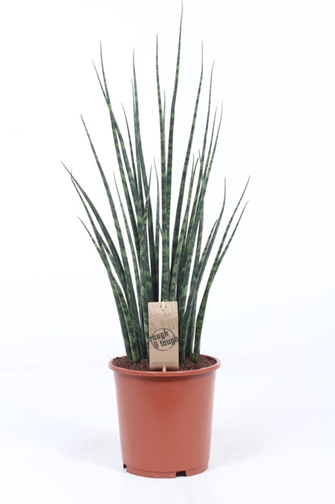Sansevieria 'Fernwood' Mikado.