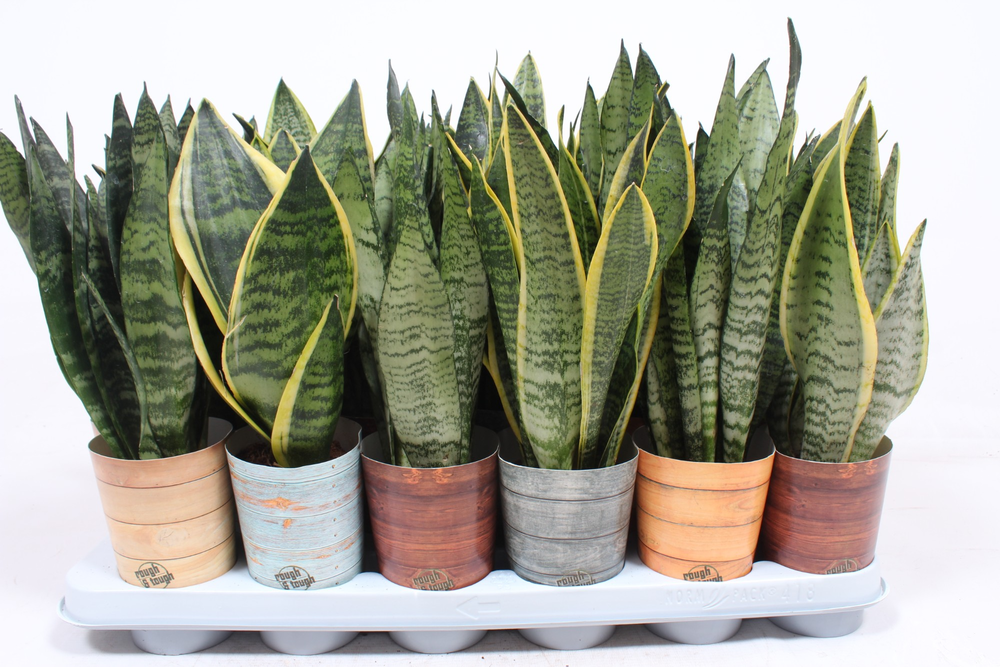 Sansevieria mix in Rough & Tough cup.