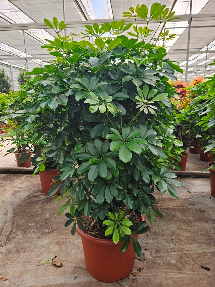 Schefflera arboricola 'Compacta'.