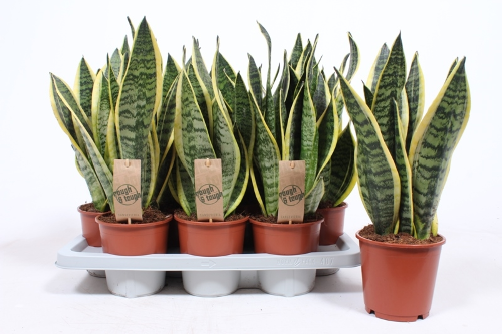 Sansevieria Superba.