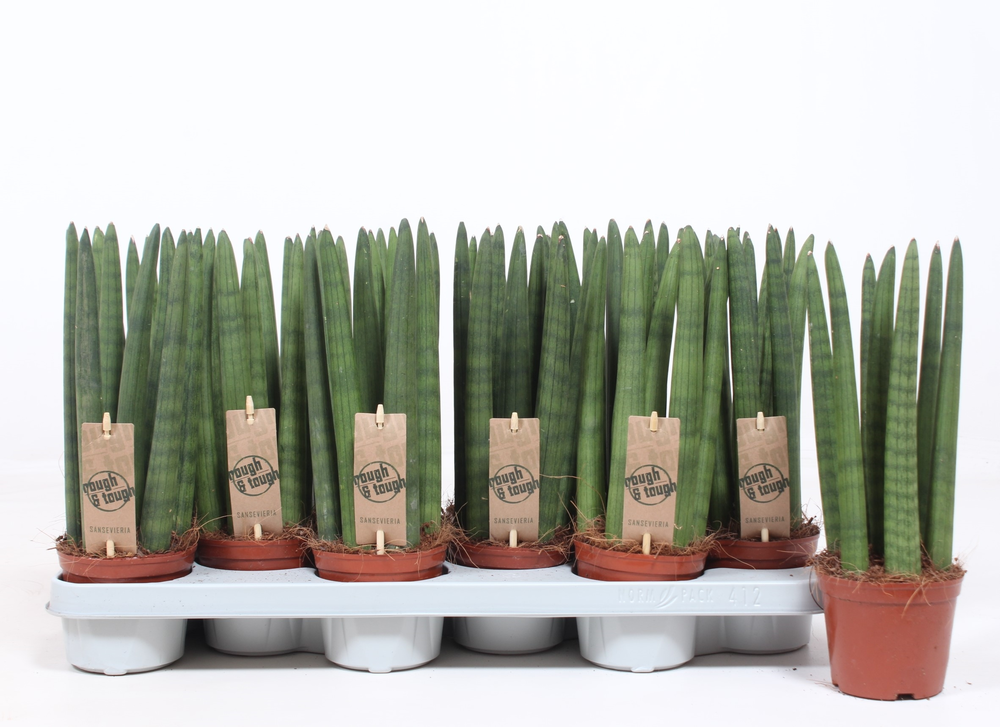 Sansevieria Straight.