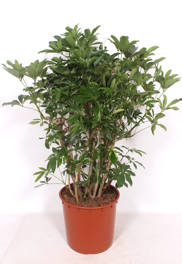 Schefflera arboricola 'Compacta'.