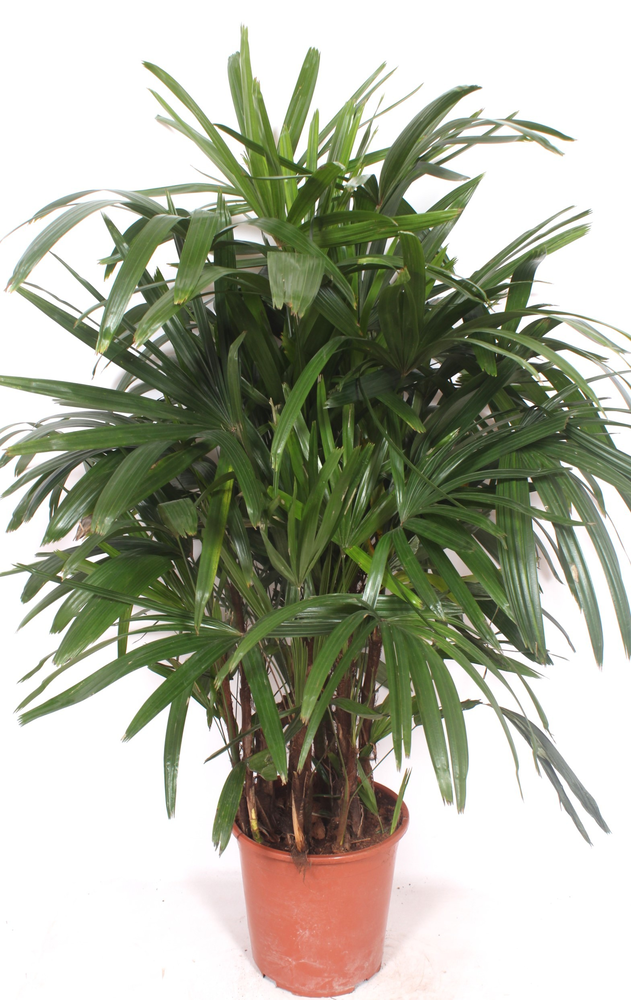 Rhapis excelsa.