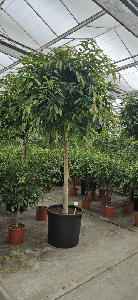 Ficus Amstel King.