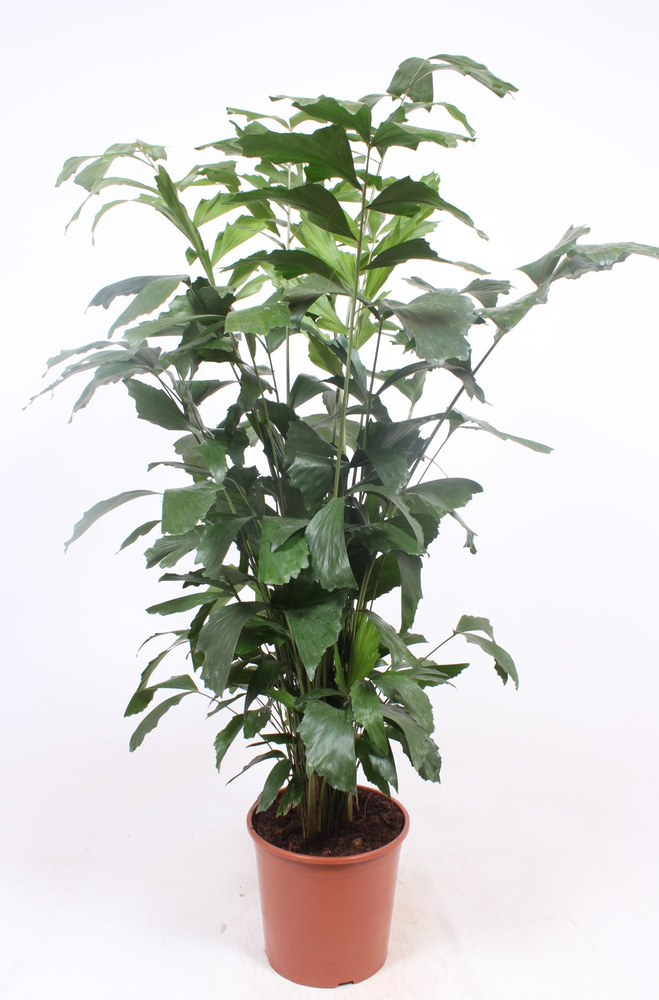 Caryota mitis.
