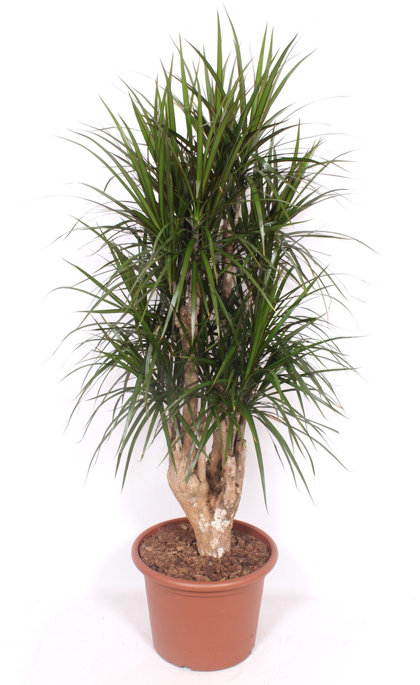 Dracaena marginata.
