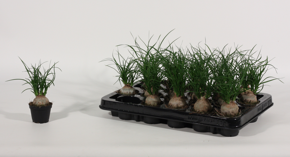 Beaucarnea bol 6 cm.