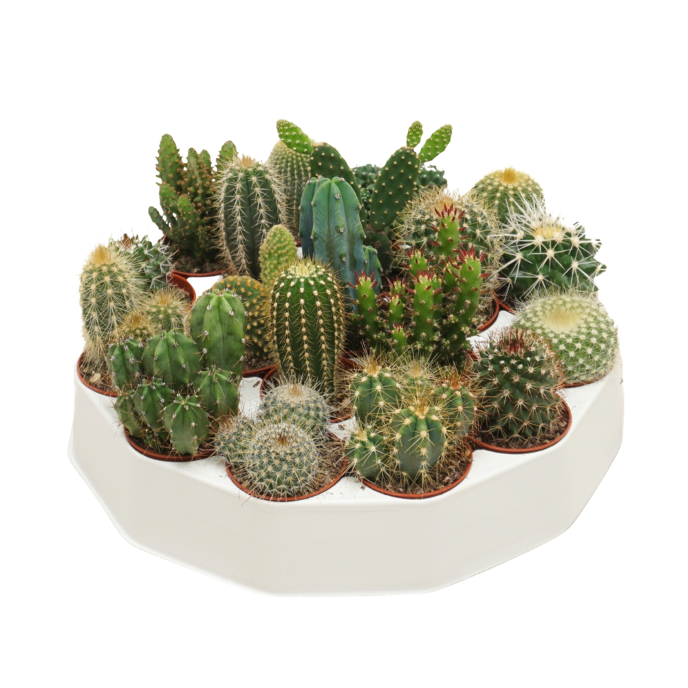Cactus mix 5,5 cm in ronde tray.