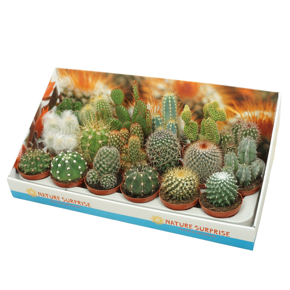 Cactus mix 8,5 cm in presentatiedoos.