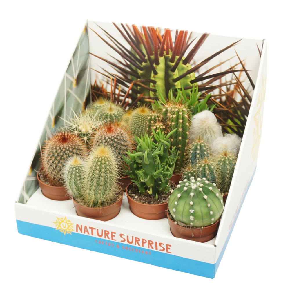 Cactus mix 7 cm in presentatiedoos.