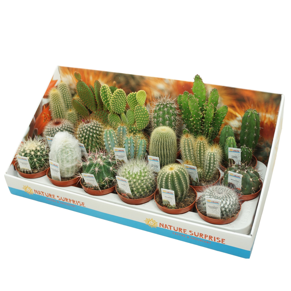 Cactus mix 8,5 cm met foto etiket in presentatiedo.