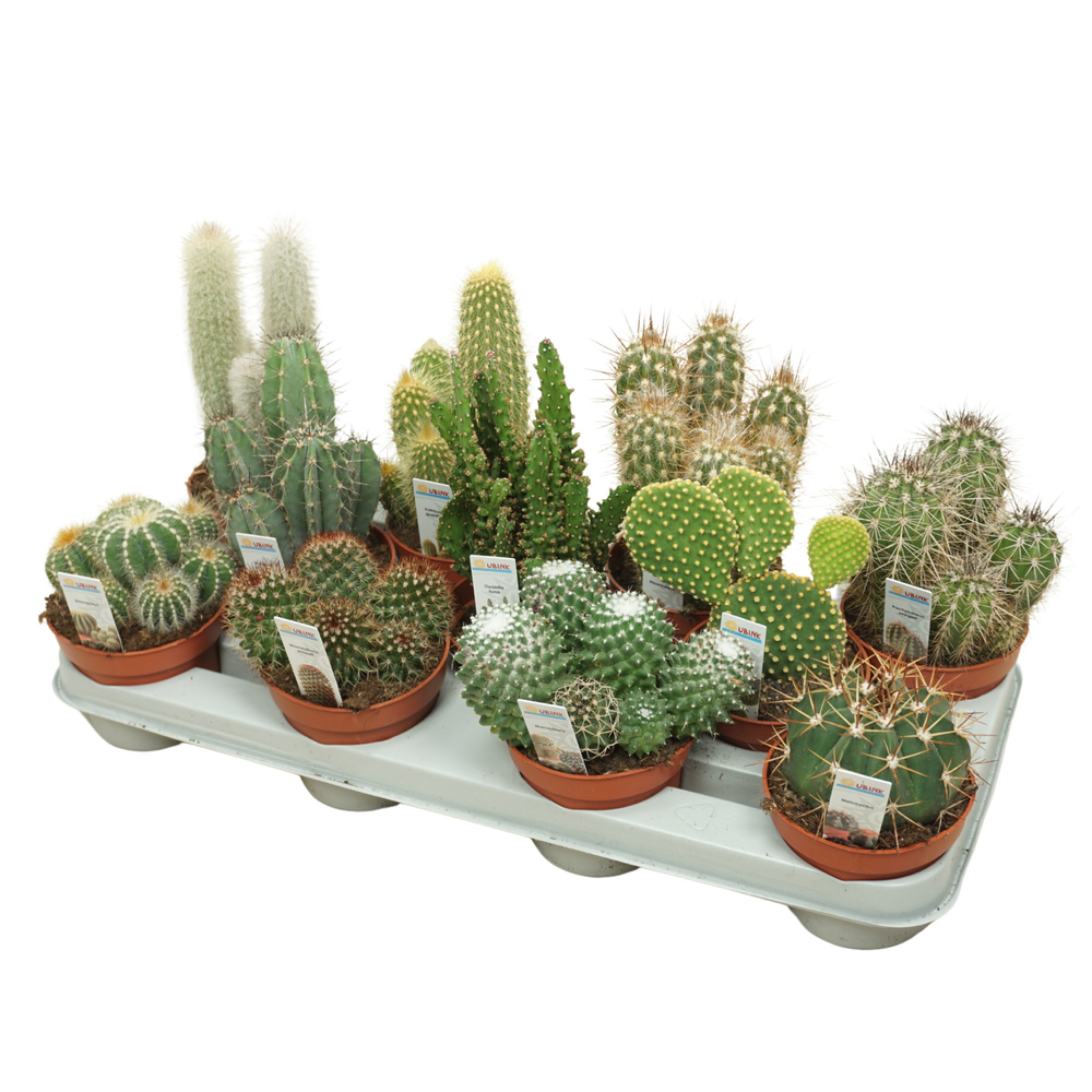 Cactus mix 10,5 cm met foto etiket.