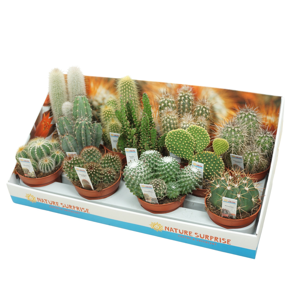 Cactus mix 10,5 cm met foto etiket in presentatied.