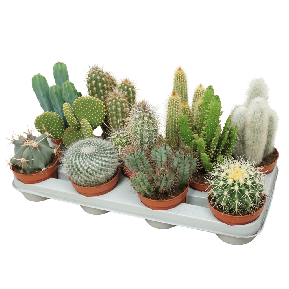 Cactus mix 10,5 cm.