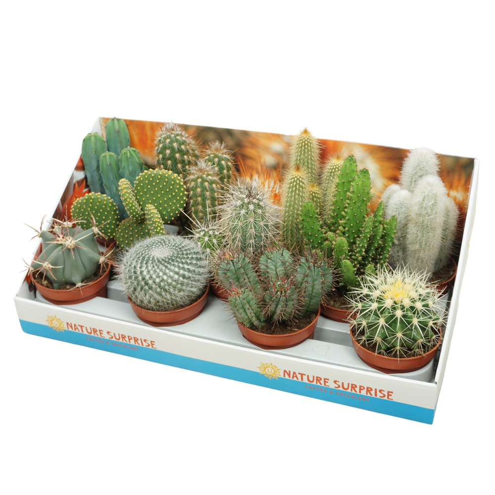 Cactus mix 10,5 cm in presentatiedoos.