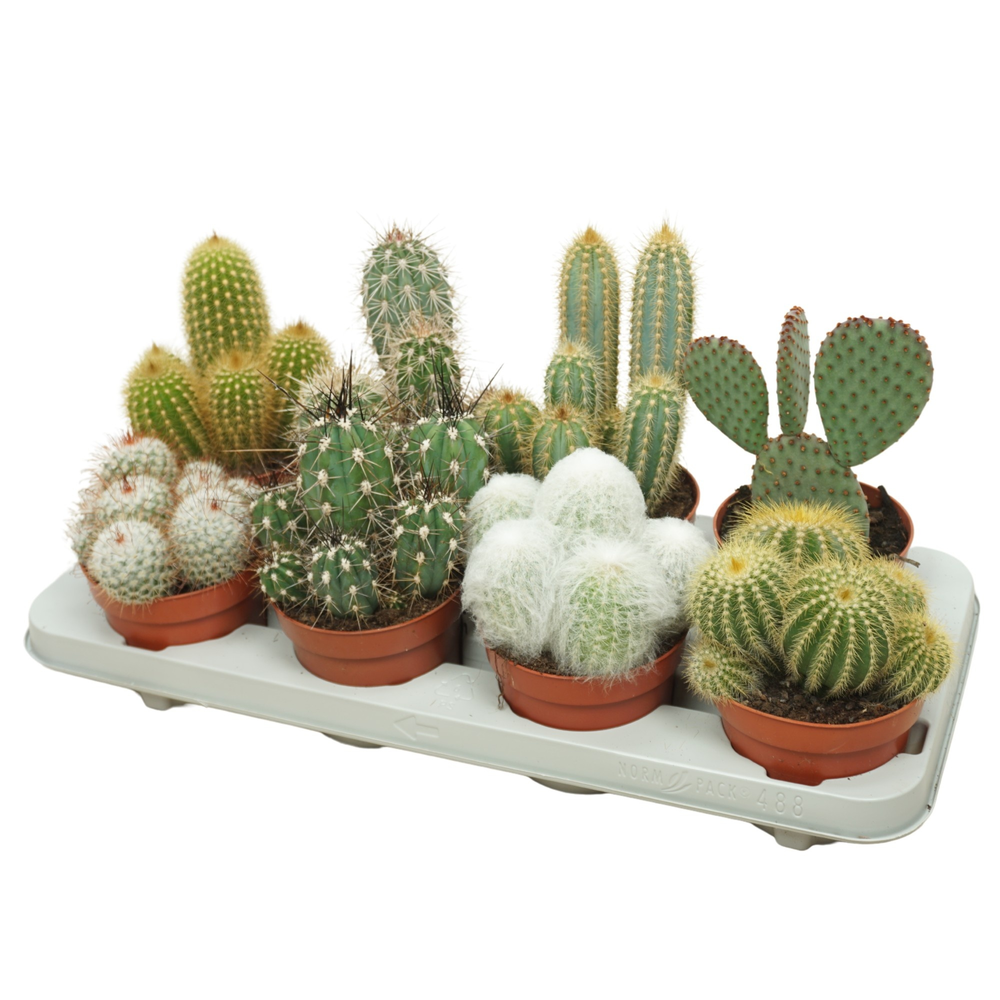 Cactus mix 12 cm.
