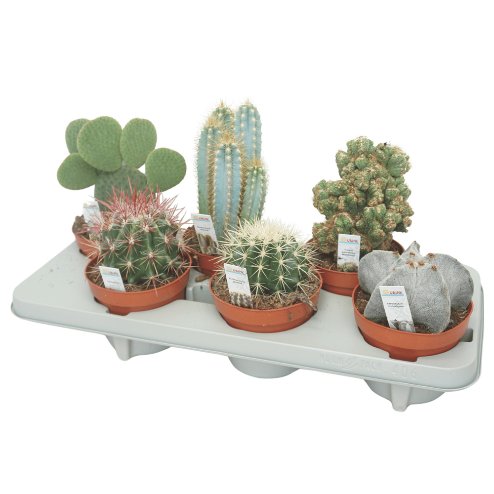 Cactus mix 13 cm met foto etiket.