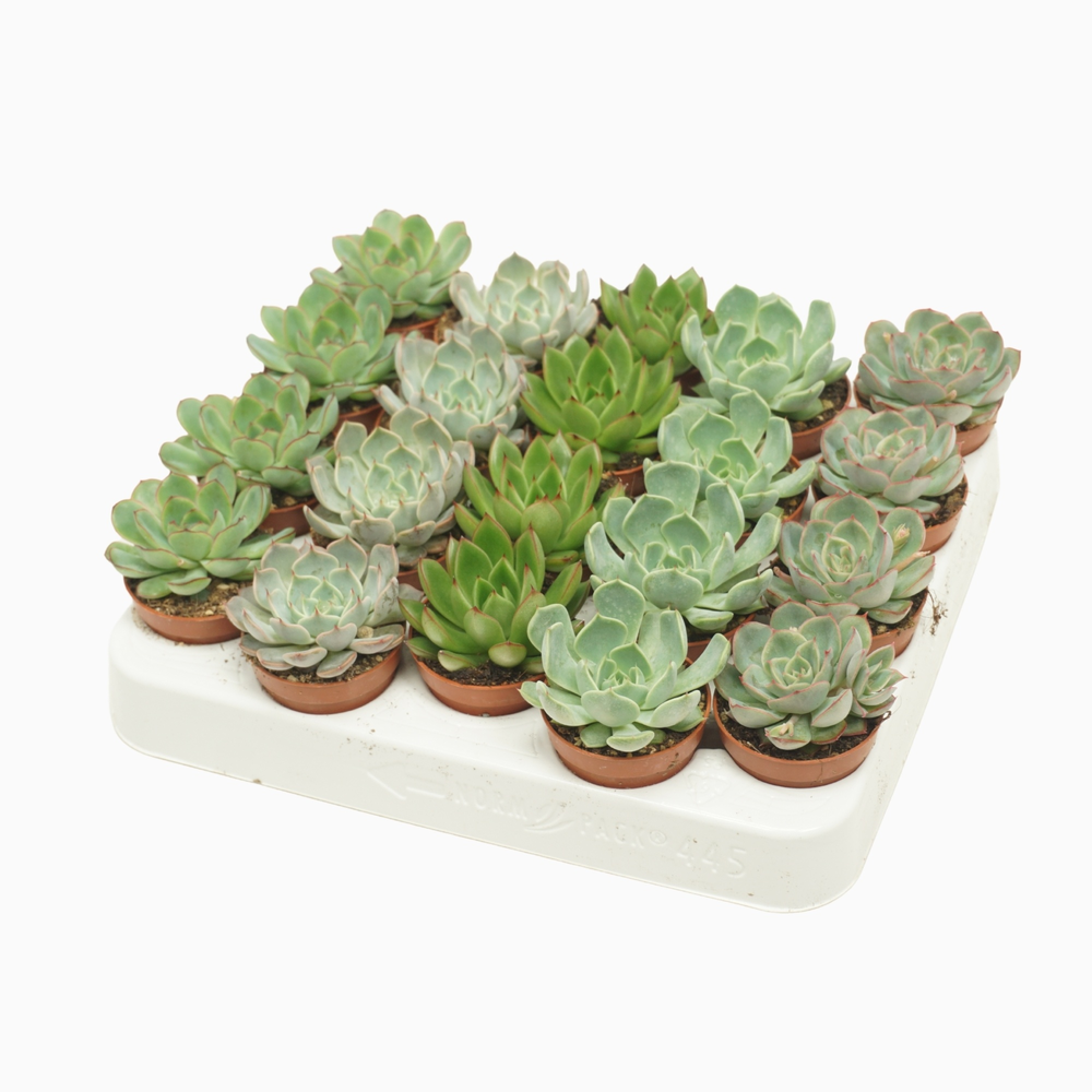 Echeveria mix 5,5 cm.