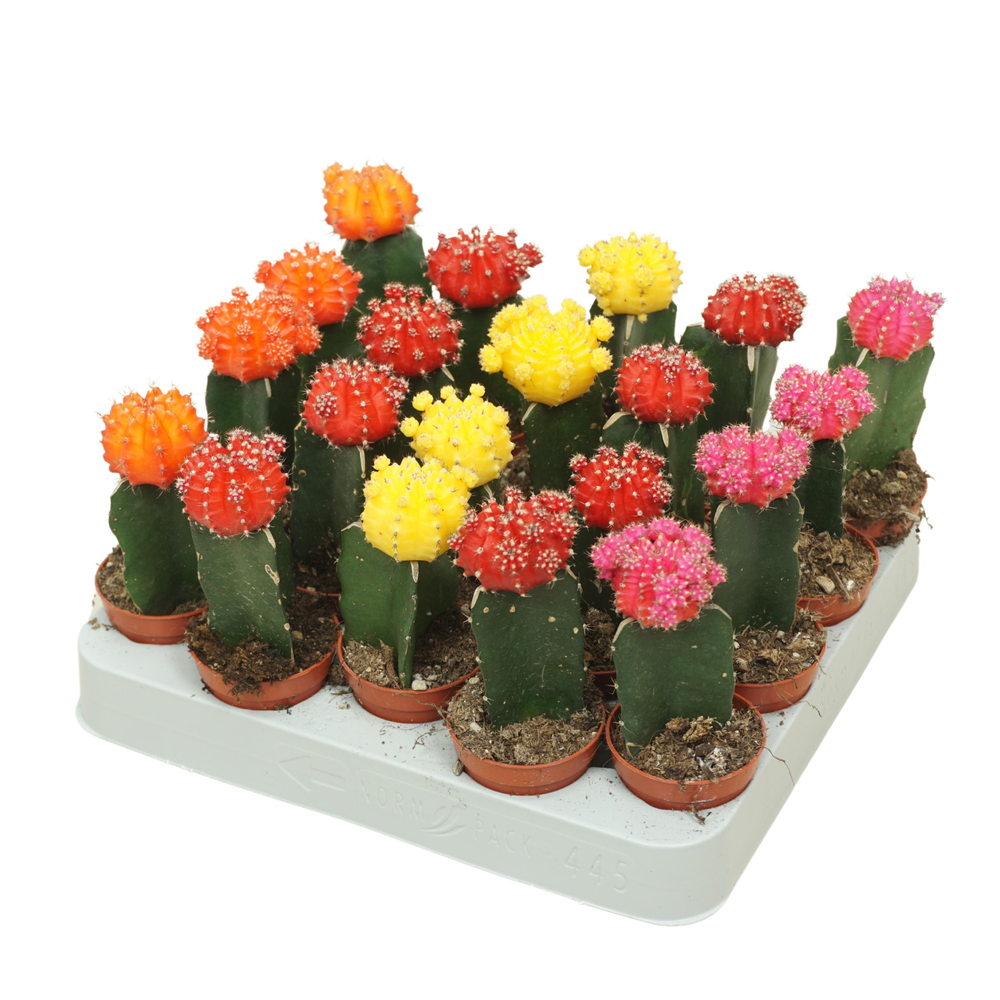 Gymnocalycium mix geënt 5,5 cm.