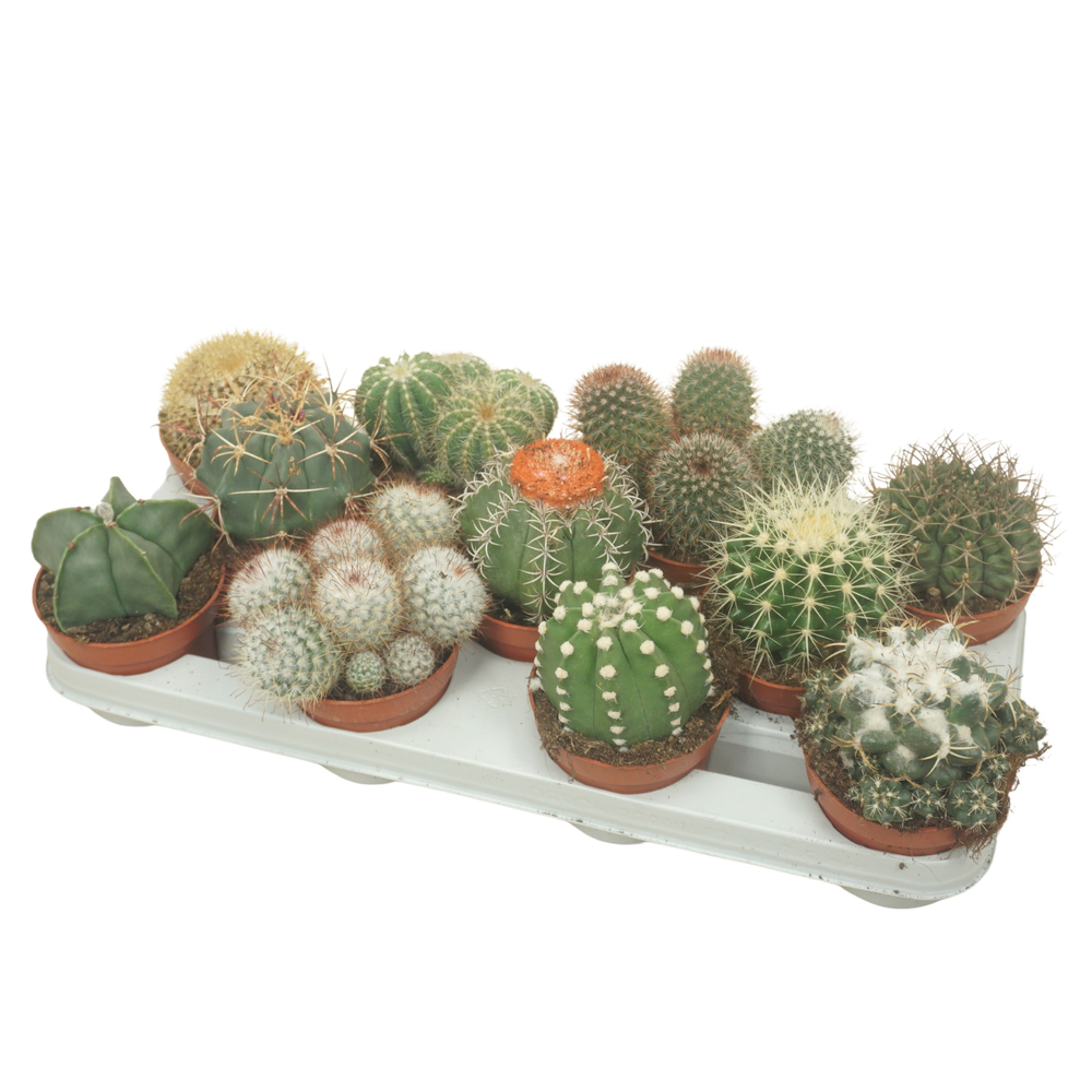 Bolcactus mix 10,5 cm.